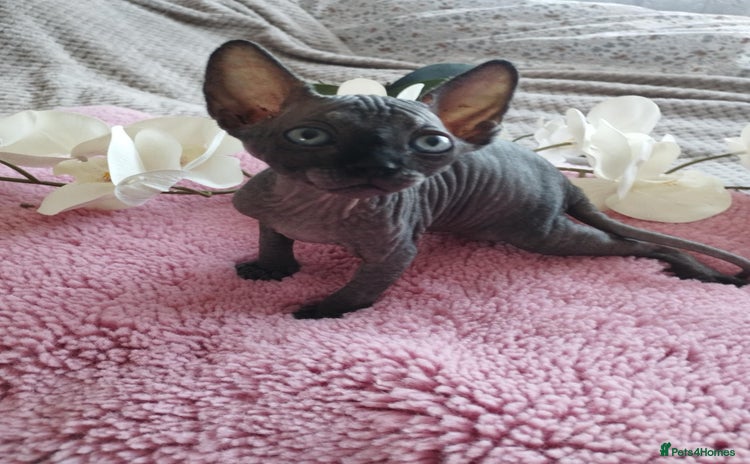 Sphynx cats - Advert 1
