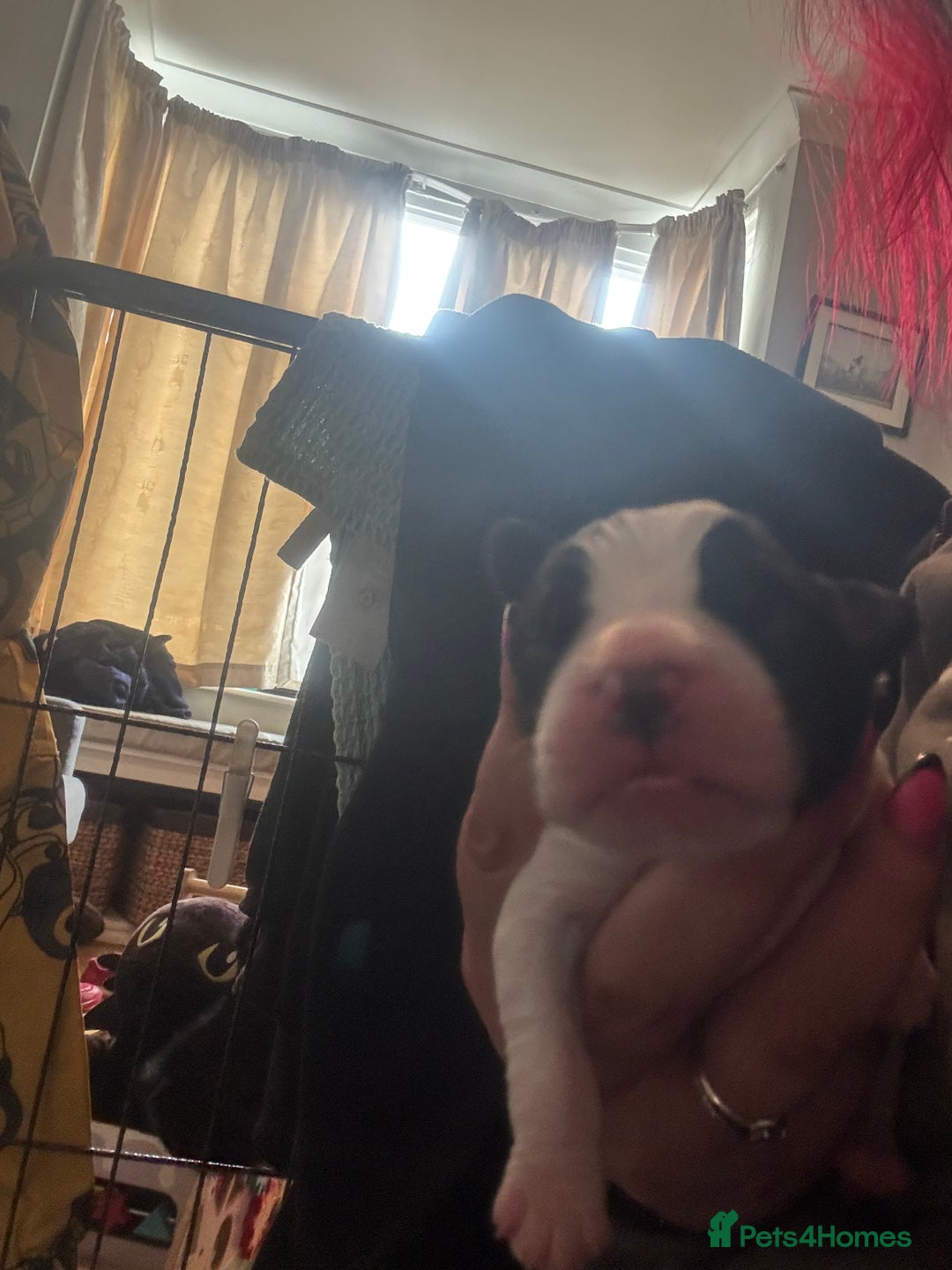 Cocker Spaniel dogs for sale: Beautiful cocker puppies  - Image 10