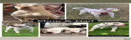 American Bulldog dogs for sale: American Bulldog Puppies - Advert 2