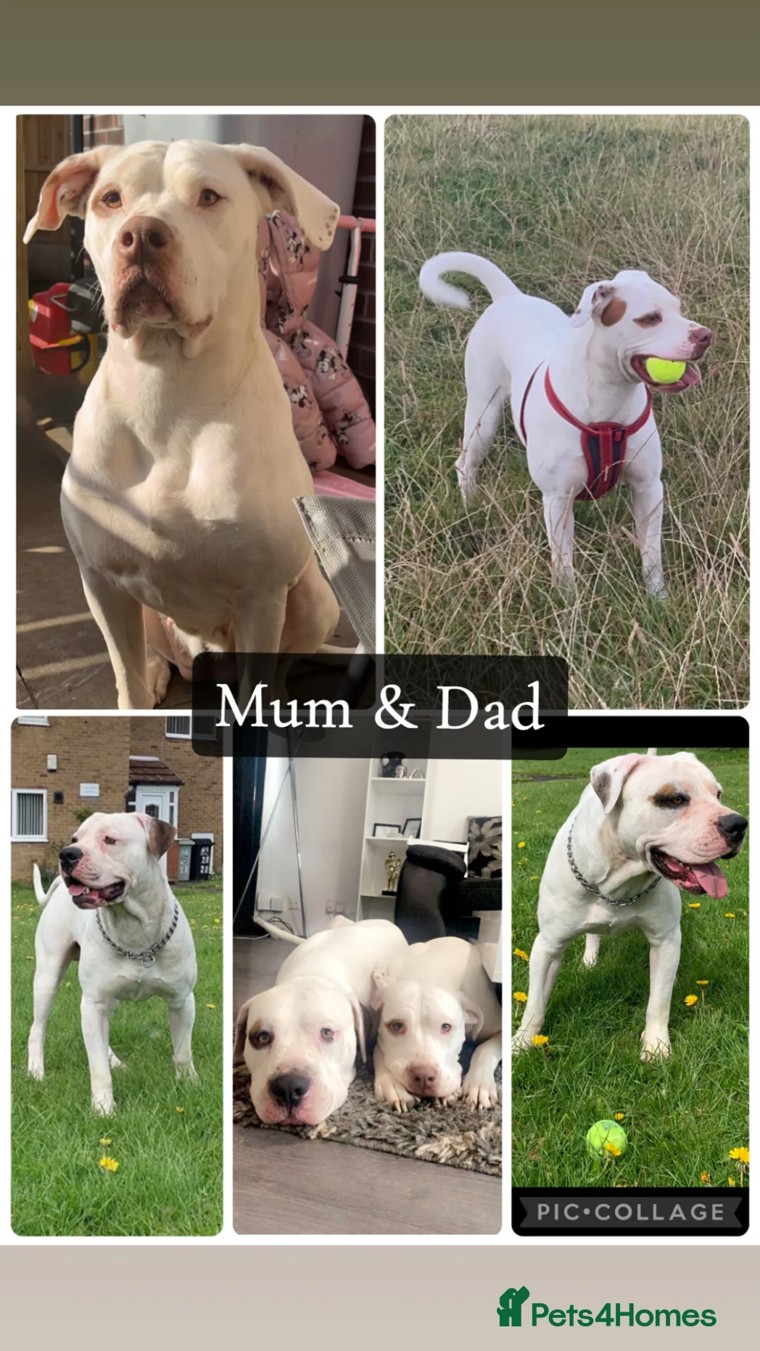 American Bulldog dogs for sale: American Bulldog Puppies - Advert 2