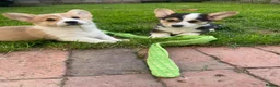 Welsh Corgi Pembroke dogs for sale: Badger needs a home! KC Corgi ready now  - Advert 6