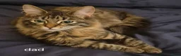 Mixed Breed cats for sale: Bengal x maincoon - Advert 2