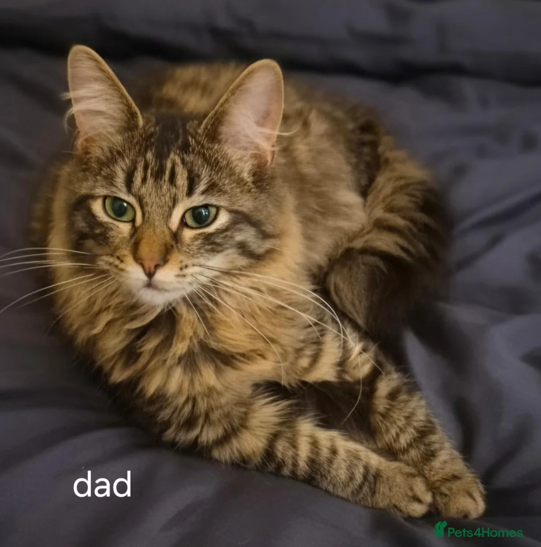 Mixed Breed cats for sale: Bengal x maincoon - Advert 2