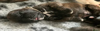 Boxer Puppy 6