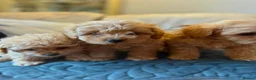 Miniature Poodle dogs for sale: Minature Poodle puppys!🐶🐾 - Advert 10
