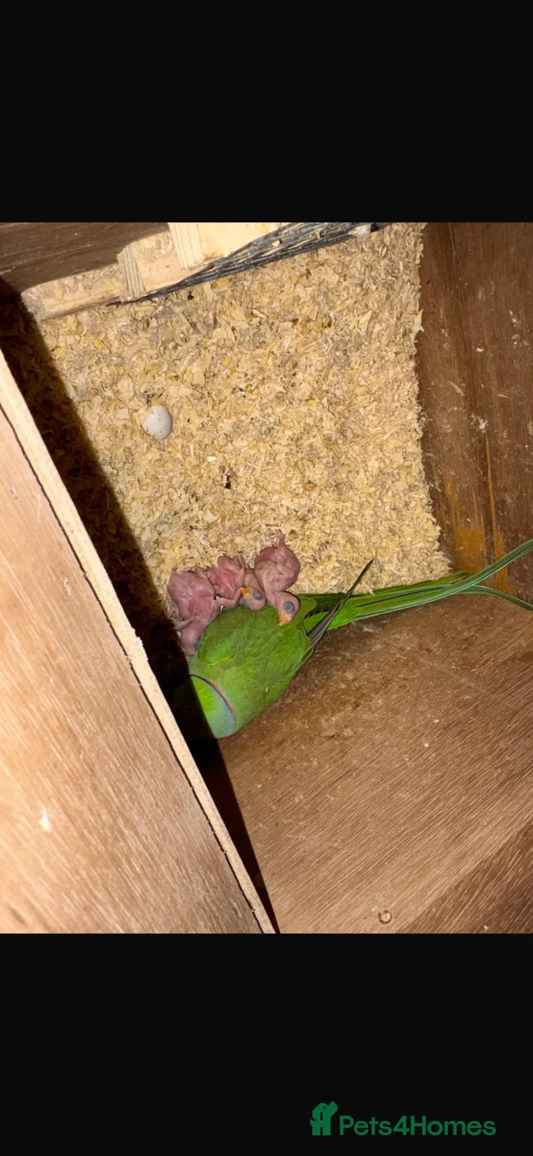 Ringnecks birds for sale: Baby ringnecks - Advert 2