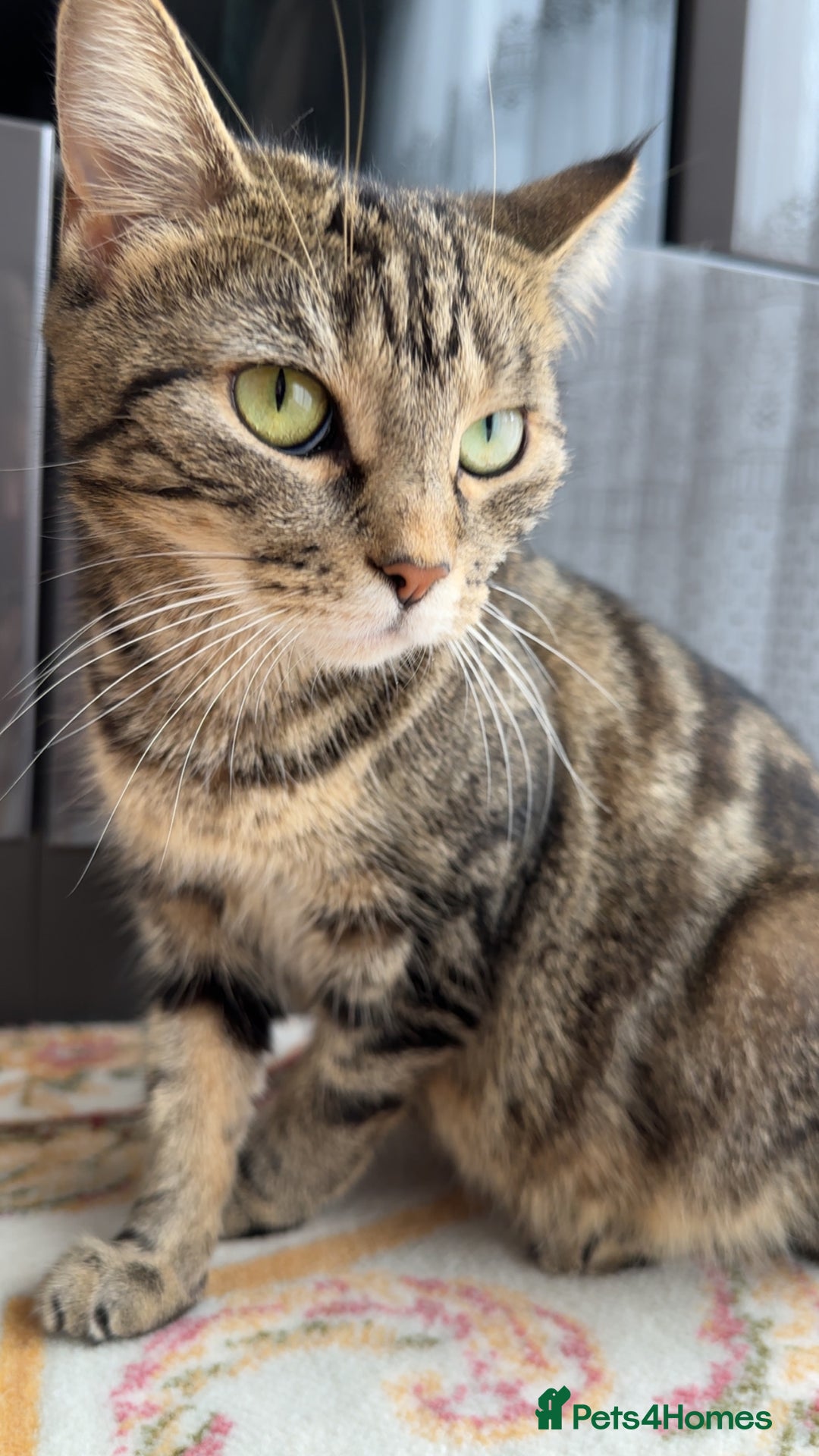 Mixed Breed cats for sale: FREE beautiful tabby urgently needs rehoming - Advert 8