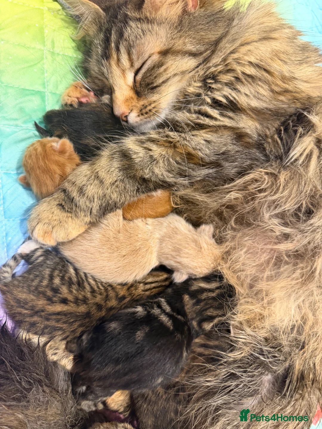 Mixed Breed cats for sale: Kittens  in Westbury-on-Severn - Advert 1