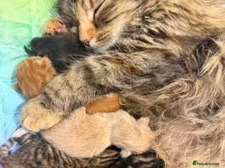 Mixed Breed cats Kittens - Advert 1