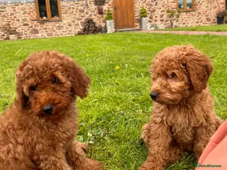 Goldendoodle dogs Mini Irishdoodle Ready now! health tested parents - Advert 4