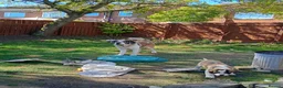 Saint Bernard dogs for sale: Beautiful saint Bernard puppies - Advert 6