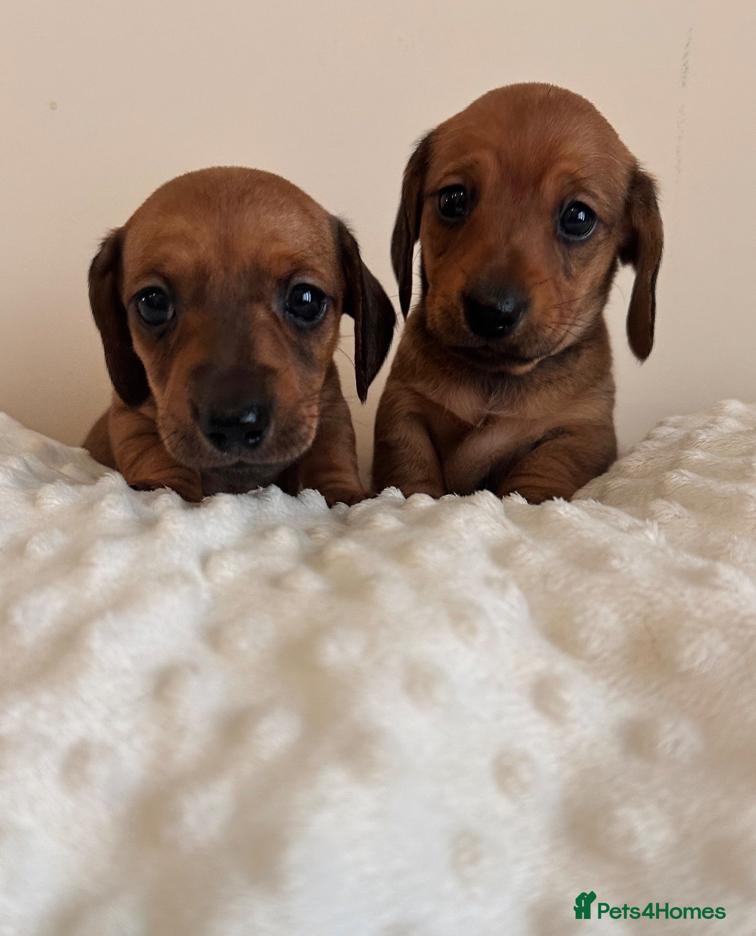 Miniature Dachshund dogs for sale: 🎄exceptional KC PRA clear miniature dachshunds   - Advert 2