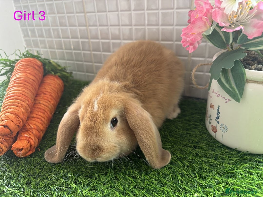 Mini Lop rabbits for sale: Mini lop baby bunnies - Ready now! - Image 33