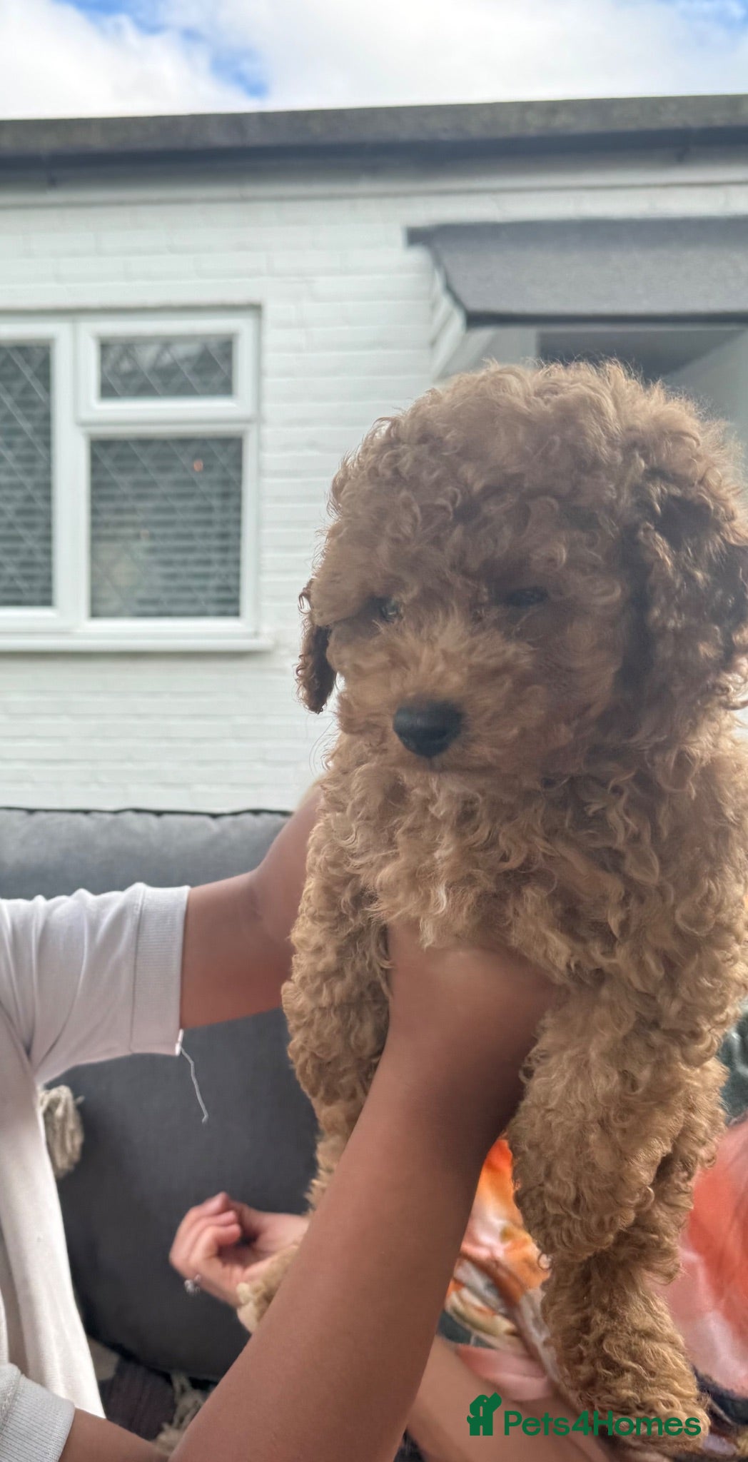 Cavapoo dogs 10 Week Male Cavapoo Puppy Looking 4 Loving Home - Advert 1