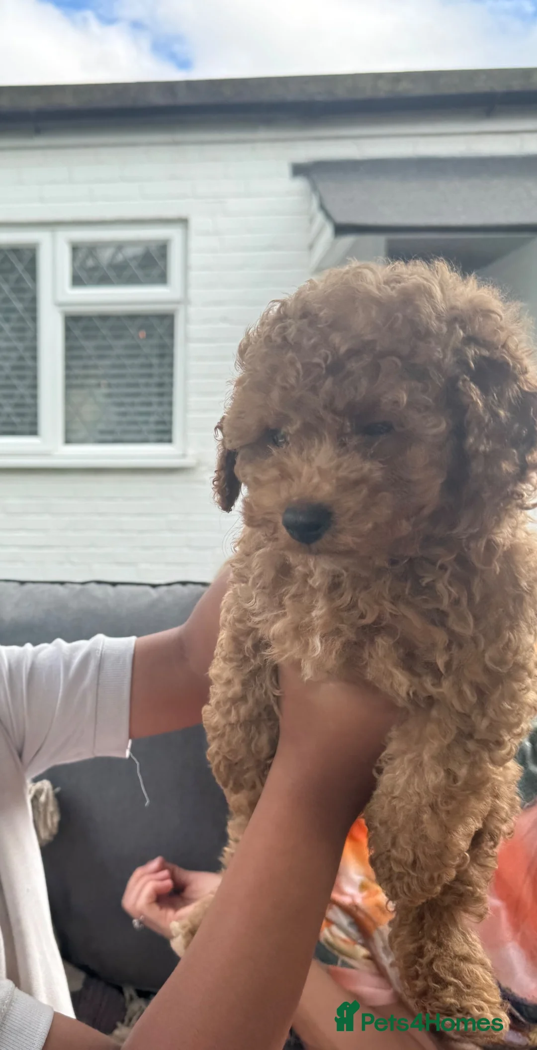 Cavapoo dogs for sale: 10 Week Male Cavapoo Puppy Looking 4 Loving Home in Ashford - Advert 1