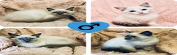 Ragdoll cats for sale: Degruchi Cattery has show quality kittens for sale in Petersfield - Advert 9