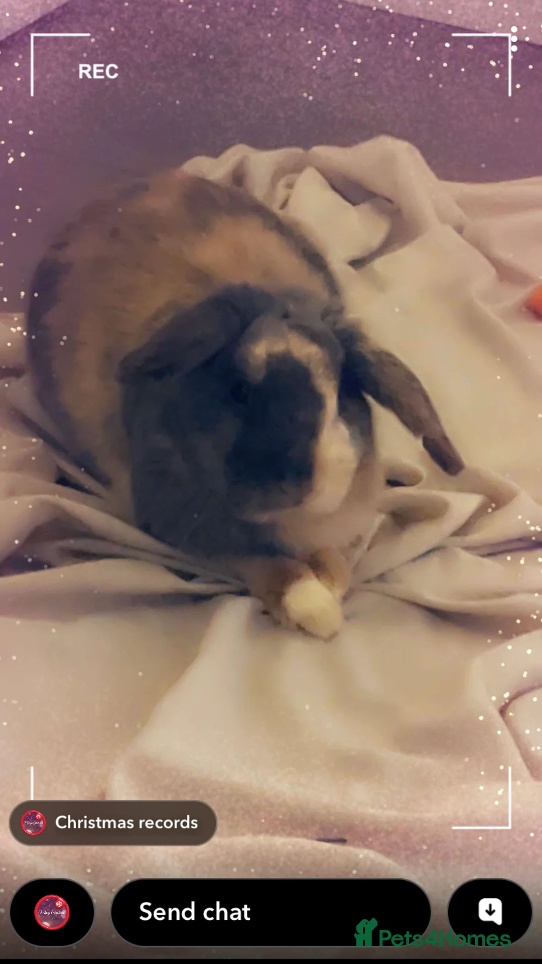 Mixed Breed rabbits for sale: Mixed lion head  in Preston - Advert 5