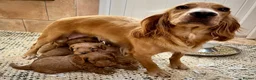 Cockapoo dogs for sale: CRACKING Cockapoo pups - Advert 7
