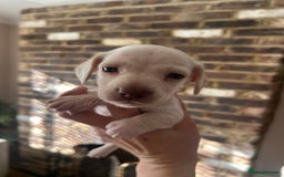 Miniature Dachshund dogs for sale: long haired miniature dachshund puppies - Image 4