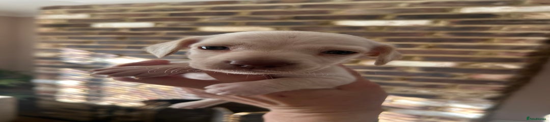 Miniature Dachshund Puppy 2