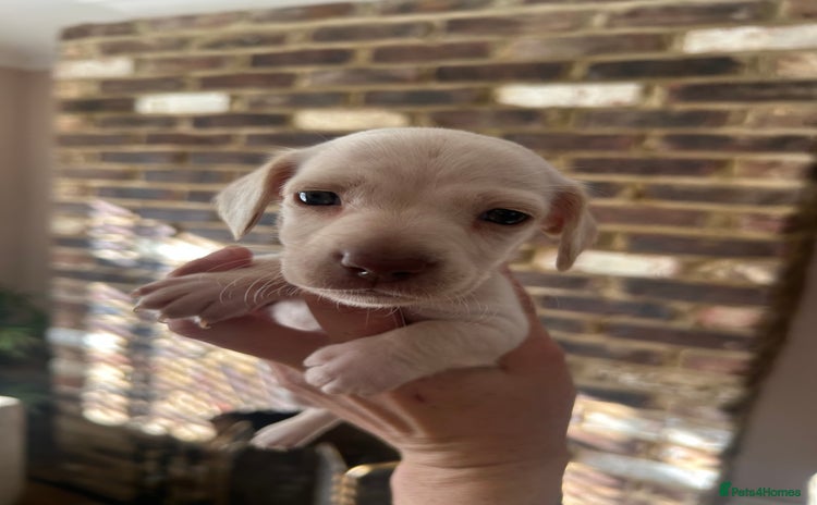 Miniature Dachshund dogs long haired miniature dachshund puppies - Advert 10