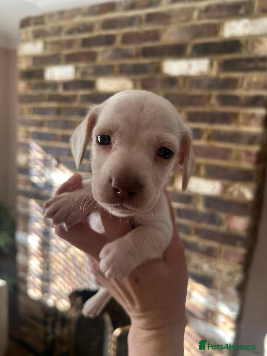 Miniature Dachshund dogs for sale: long haired miniature dachshund puppies - Image 4