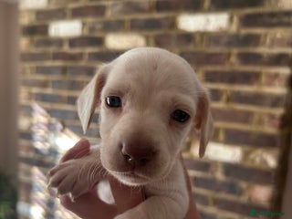 Miniature Dachshund dogs long haired miniature dachshund puppies - Advert 10