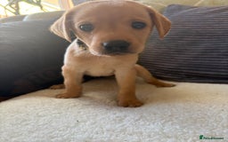 Labrador Retriever dogs for sale: Female Yellow Labrador Puppy  - Image 14