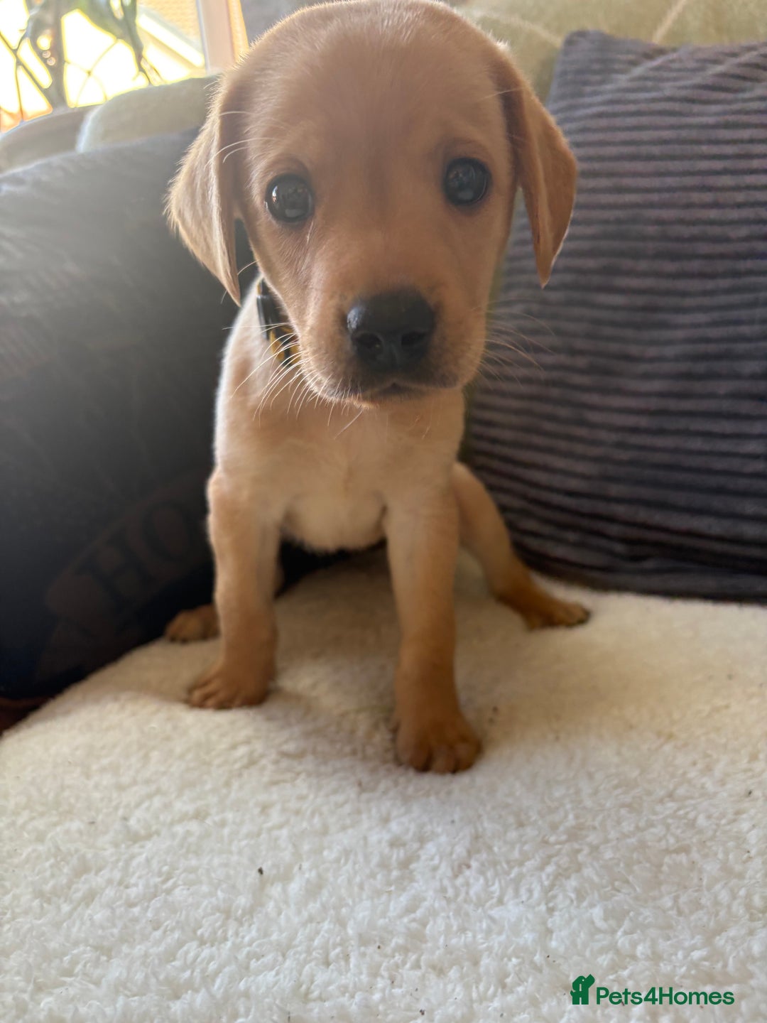 Labrador Retriever dogs for sale: Female Yellow Labrador Puppy  - Image 14