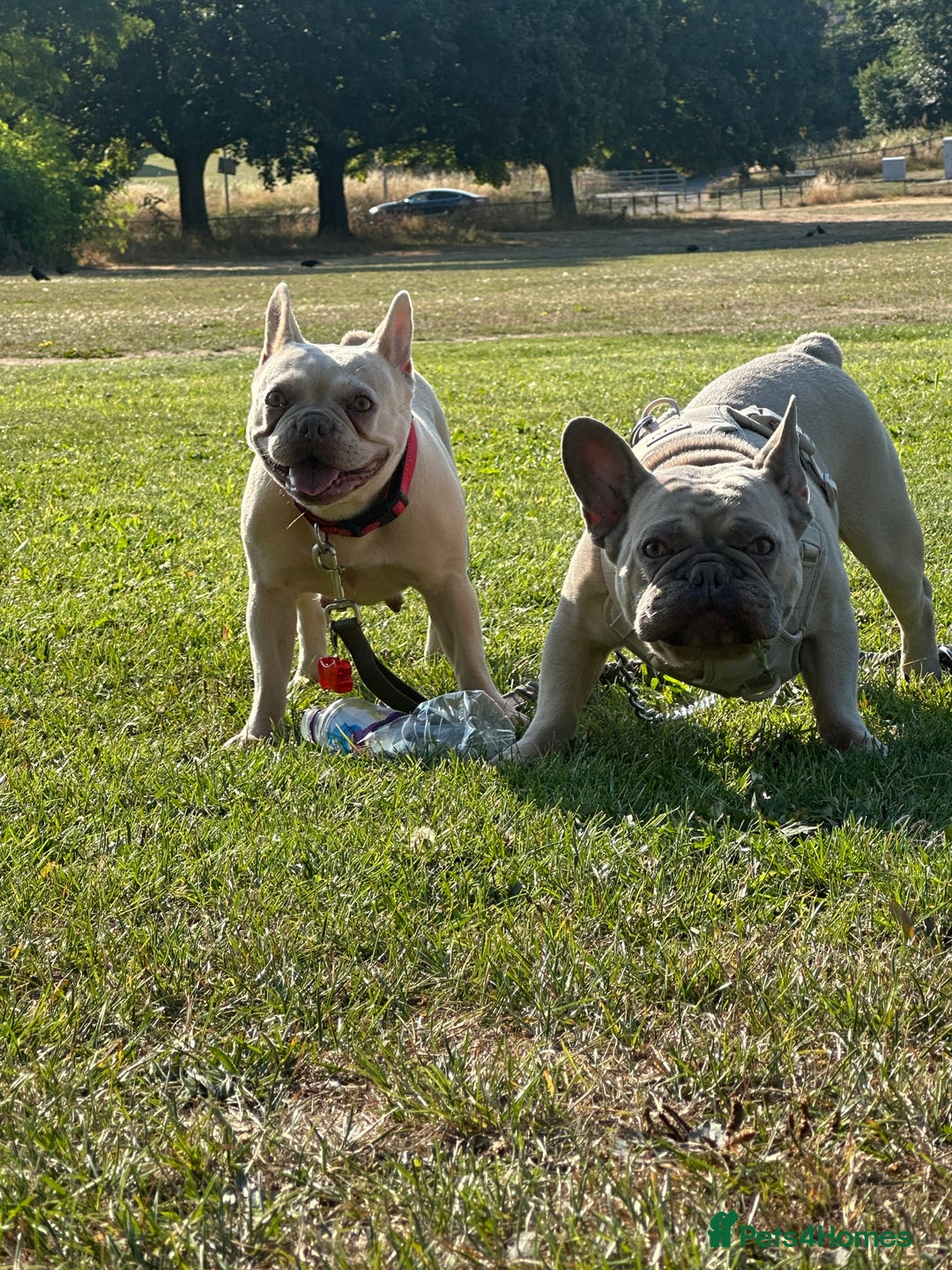 French Bulldog dogs for sale: 🩵loski 🩵 - Image 5