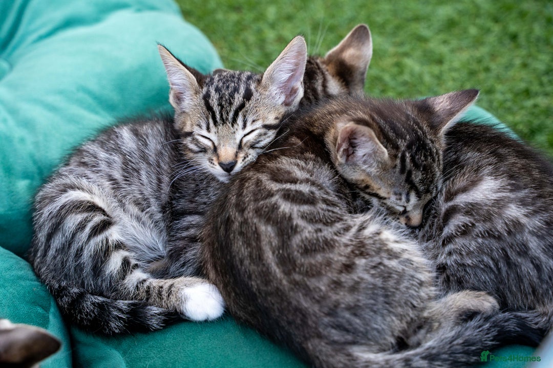 Bengal cats for sale: Gorgeous kittens, Wild-Patterned, Stunning Looks - Image 40