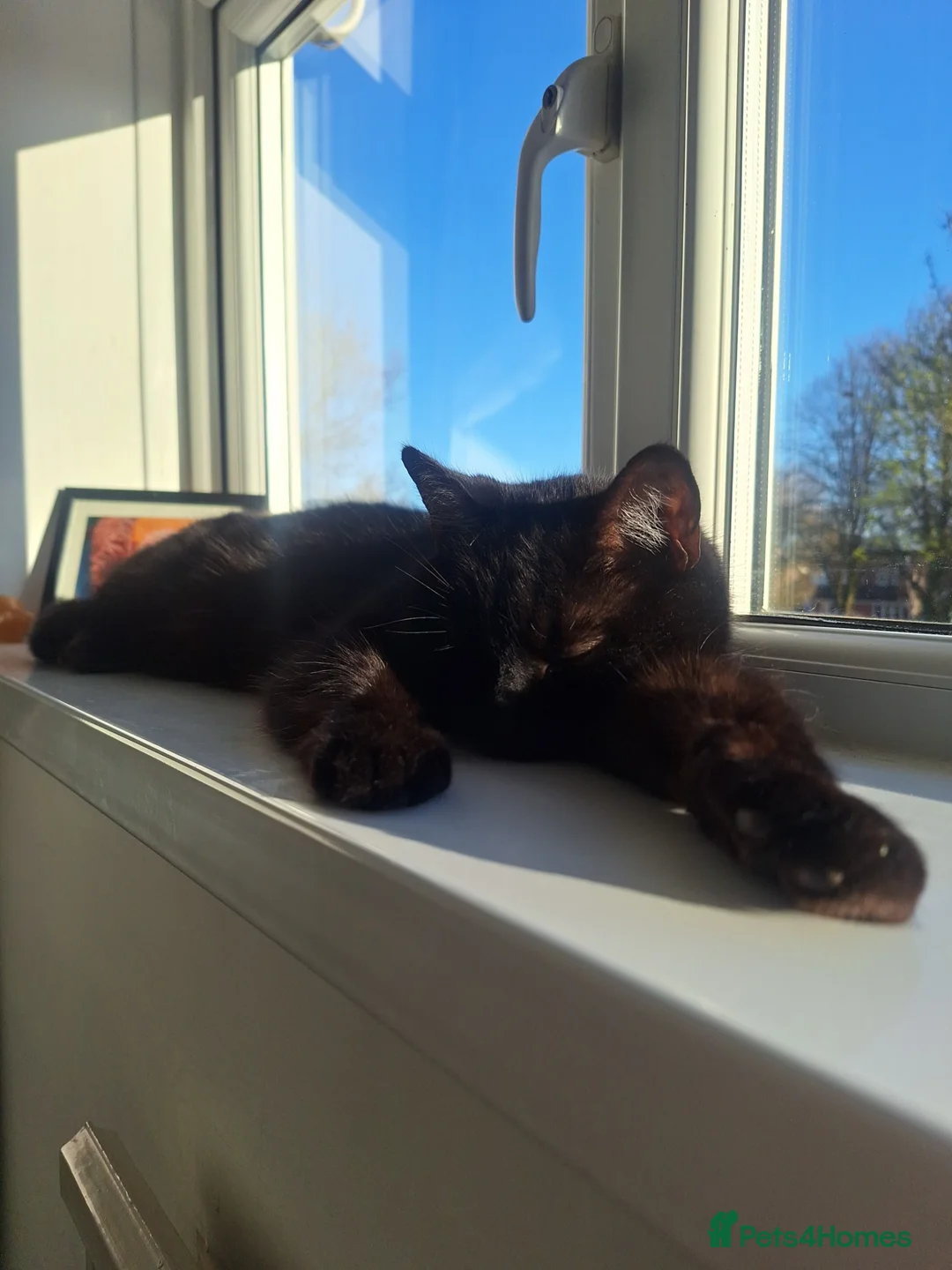 Domestic Shorthair cats for sale: Jaguar needs a new home - Advert 14