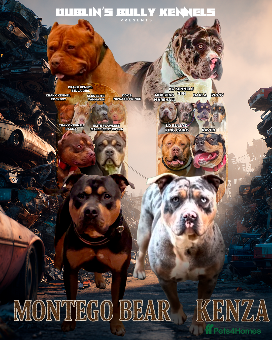 American Bully dogs for sale: 3 furbabies left ! ABKC Classic American Bullys - Advert 11