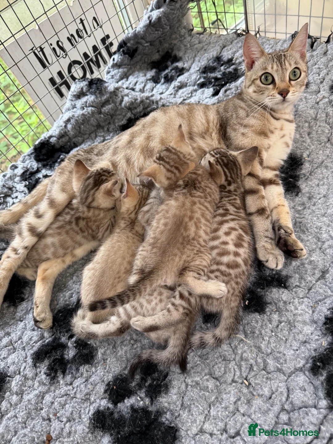 Bengal cats for sale: Snow Mink & Lynx 🩷💙 Pedigree TICA Bengal Kittens - Advert 1