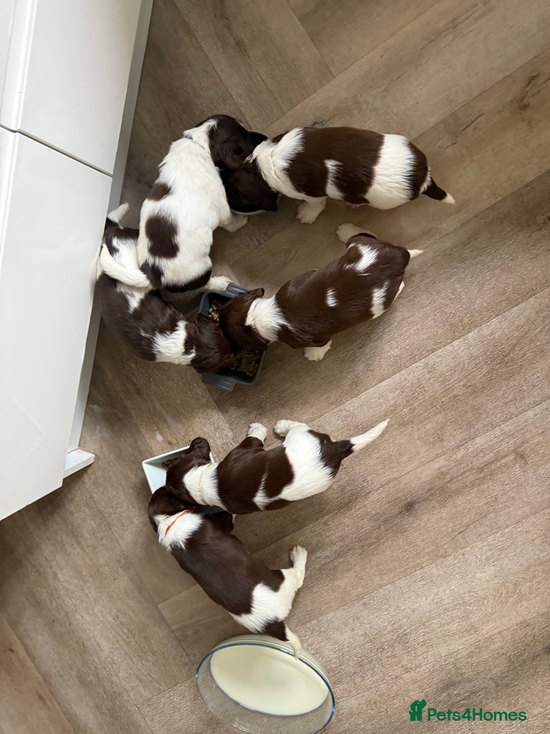 English Springer Spaniel dogs for sale: ENGLISH SPRINGER SPANIEL - Image 12