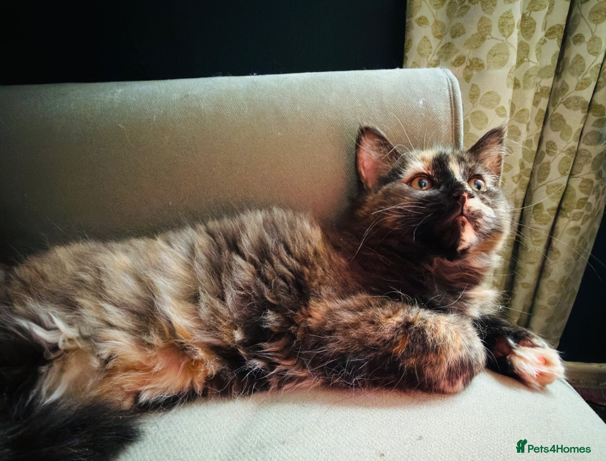 Maine Coon cats Rare *Ragcoon* Kittens *last one left - Advert 1