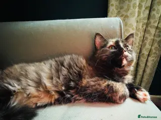 Maine Coon cats Rare *Ragcoon* Kittens *last one left - Advert 1