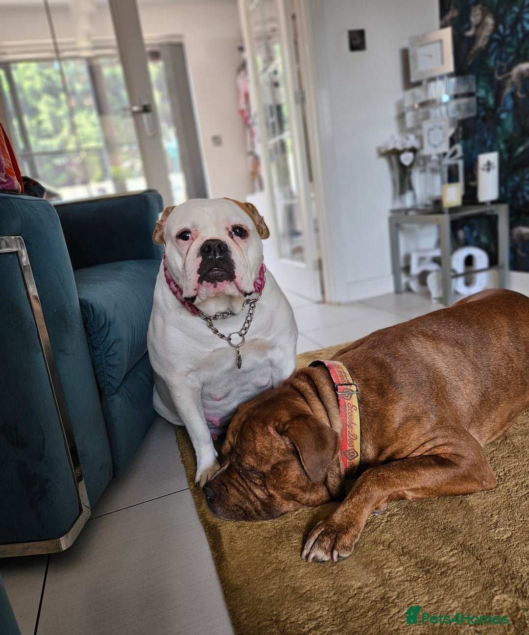 Mixed Breed dogs for sale: ADORABLE CHUNKY PUPPIES - Image 11