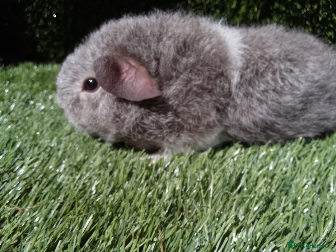 Guinea Pig rodents for sale: Rex guinea pigs  - Advert 1