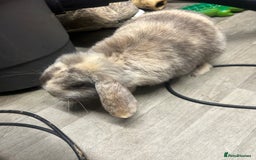 Mini Lop rabbits for sale: 2 mini lop rabbits 1 boy 1 girl  - Image 8