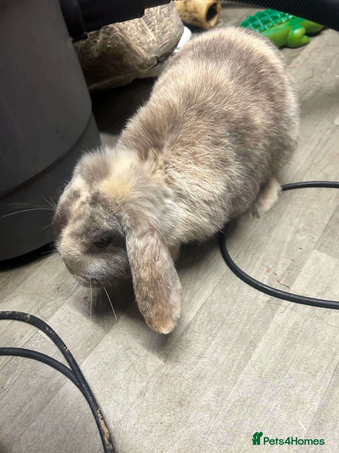 Mini Lop rabbits for sale: 2 mini lop rabbits 1 boy 1 girl  - Image 8