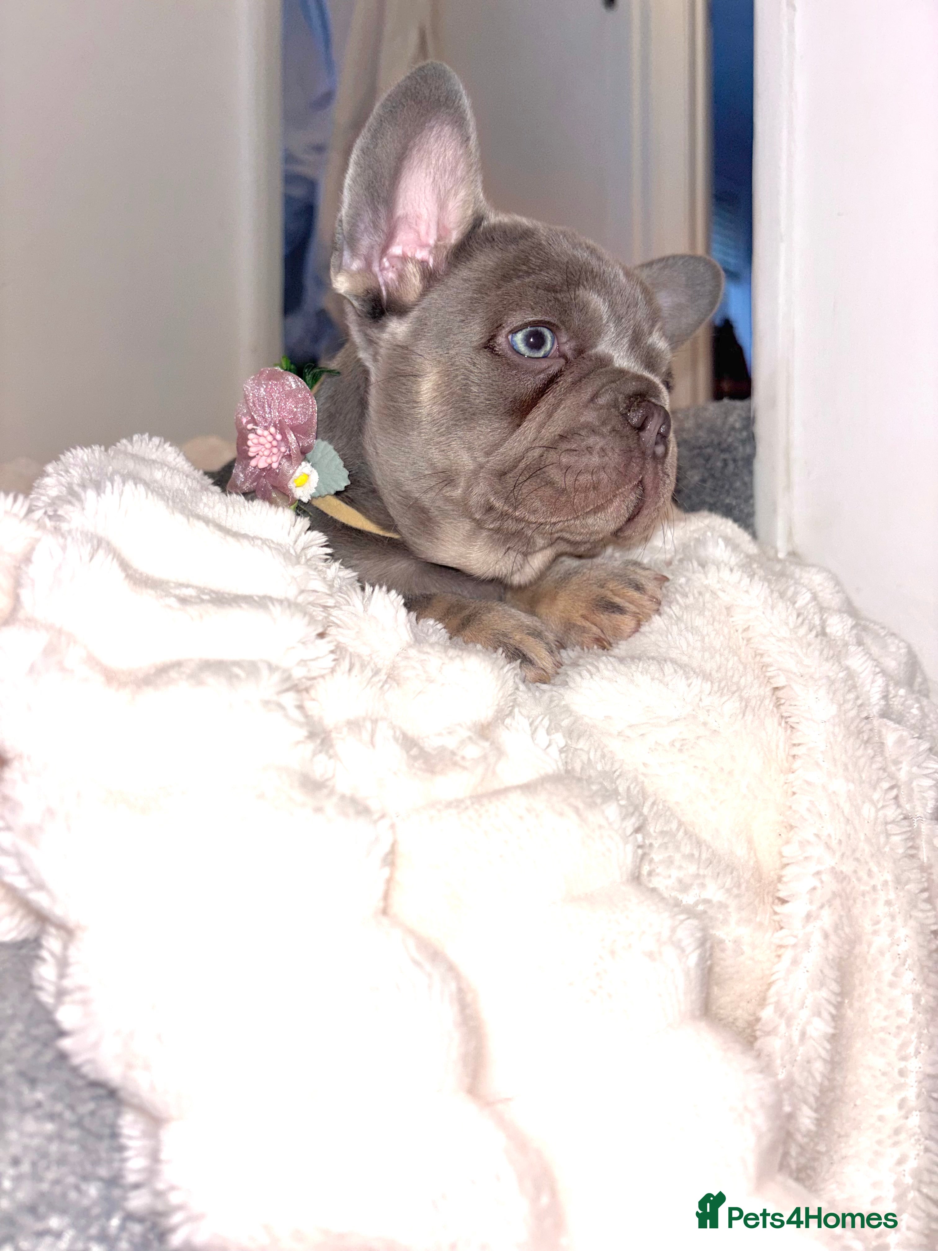 French Bulldog dogs 💕🎀Beautiful Quality Princess Left🎀💕 - Advert 5