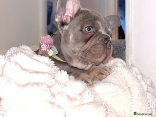 French Bulldog dogs 💕🎀Beautiful Quality Princess Left🎀💕 - Advert 5