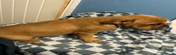 Dorset Olde Tyme Bulldogge dogs for sale: 9 Week old stunning pups in Saint Helens - Advert 12