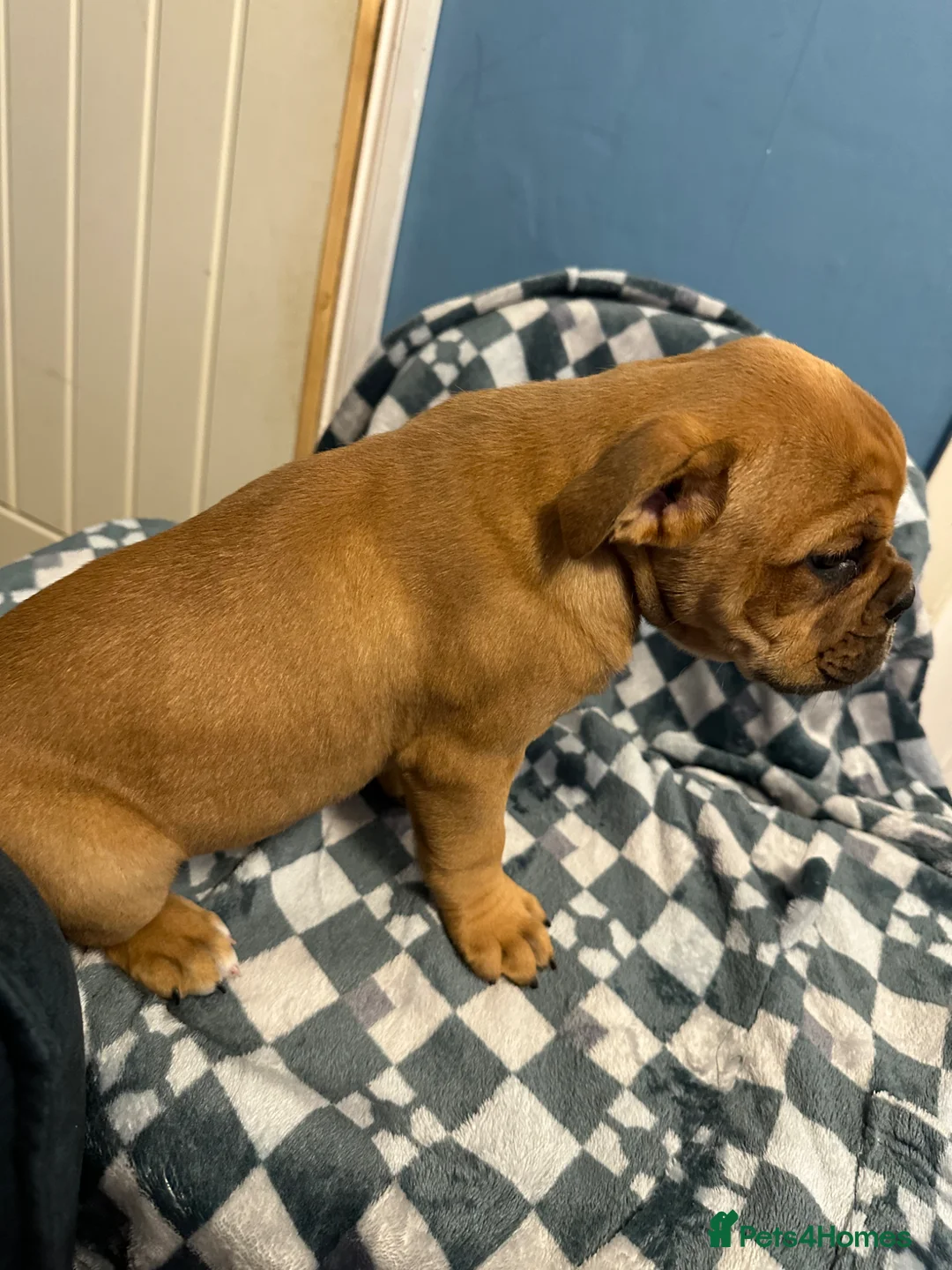 Dorset Olde Tyme Bulldogge dogs for sale: 9 Week old stunning pups in Saint Helens - Advert 12