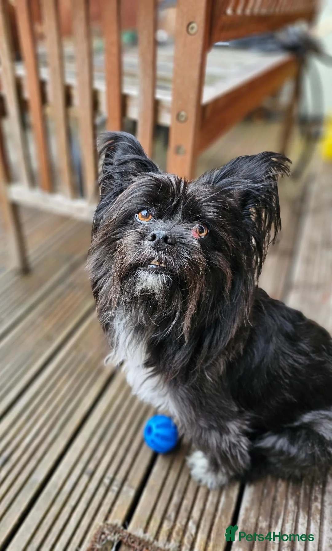 Mixed Breed dogs for adoption: Papi available for Adoption - Advert 6