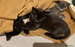 Domestic Shorthair cats for sale: 3 4 month old kittens available for pickup ASAP - Image 12