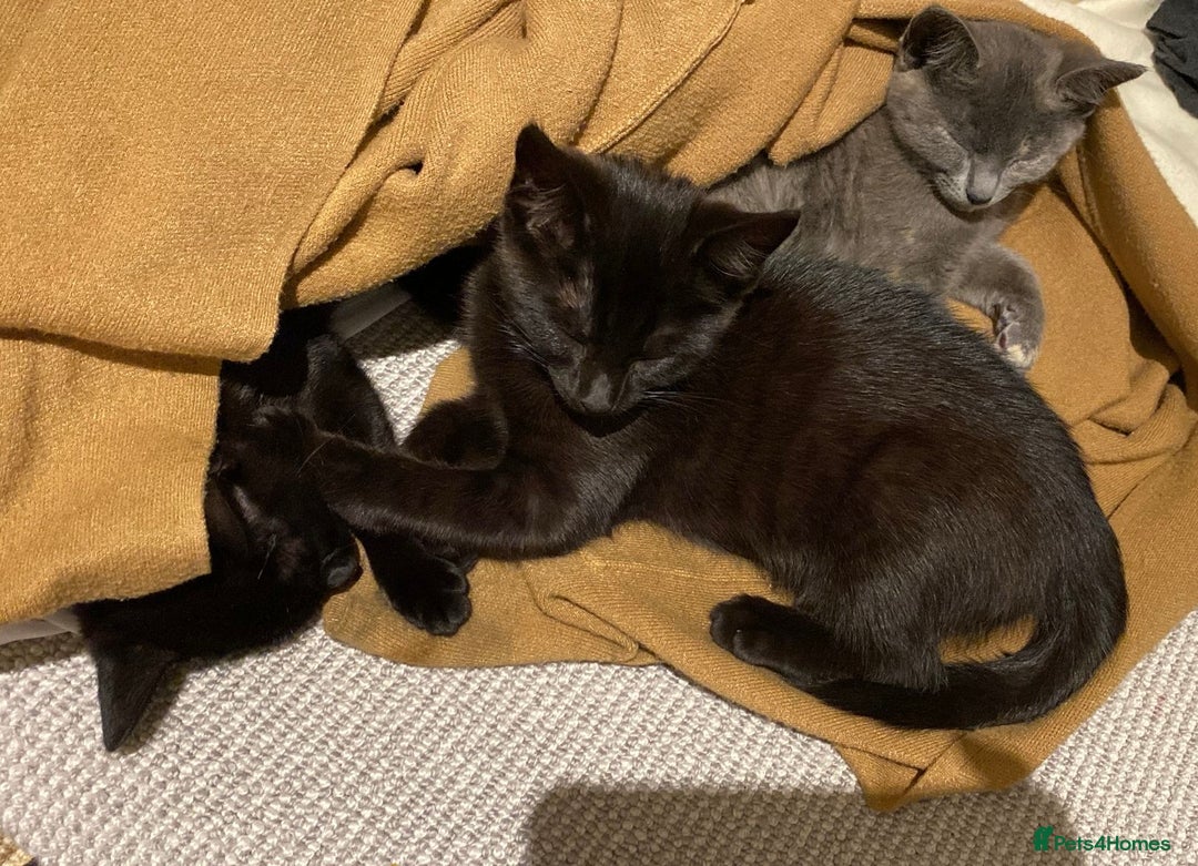 Domestic Shorthair cats for sale: 3 4 month old kittens available for pickup ASAP - Image 12