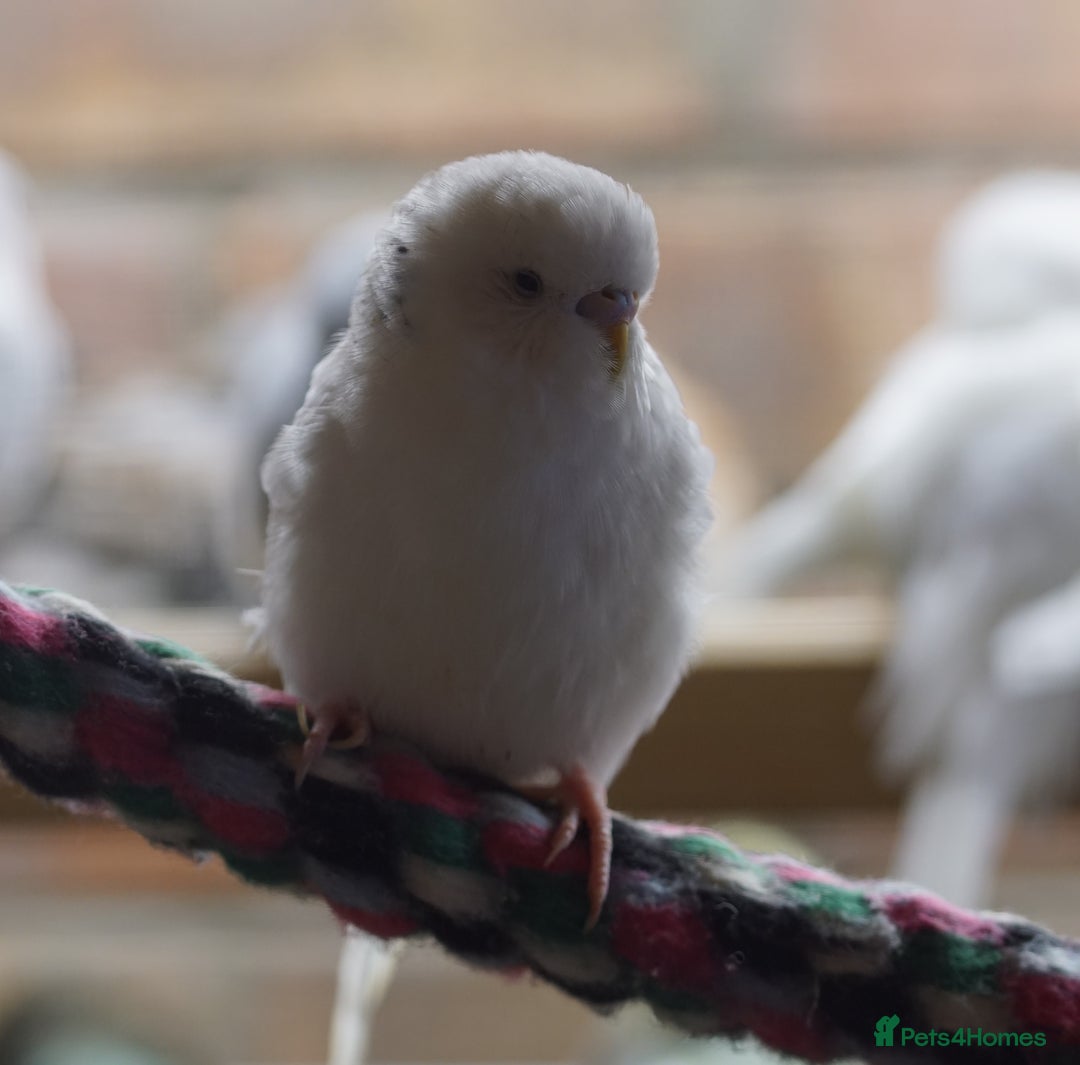 Budgerigars birds for sale: Budgies  - Advert 11