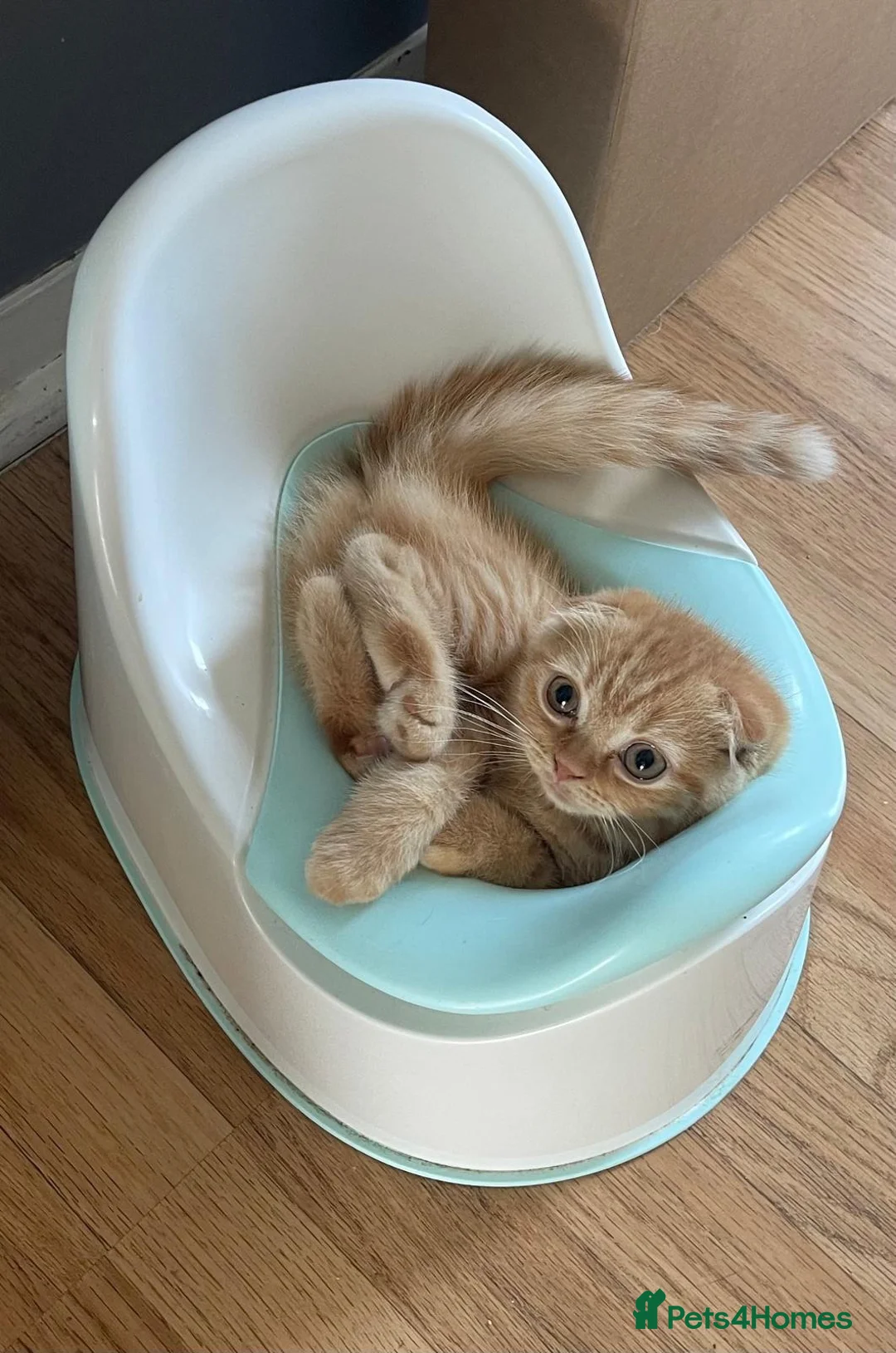 Scottish Fold cats for sale: Sweet & Affectionate Female Kitten 🐾💕 - Advert 2